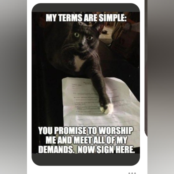 Everything - Picture 4 of 4